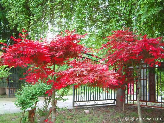 花葉芋和紅楓的修剪，使其早日成株提前開花結(jié)果(圖1)