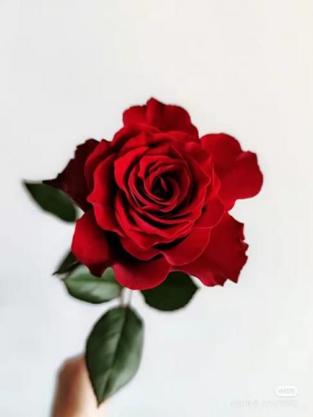 紅色切花月季經(jīng)典主流，推薦十種經(jīng)典常見(jiàn)的紅玫瑰(圖3)