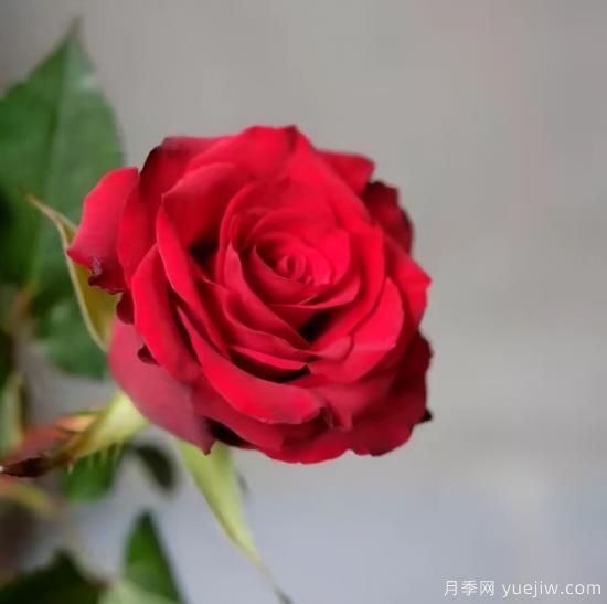 紅色切花月季經(jīng)典主流，推薦十種經(jīng)典常見(jiàn)的紅玫瑰(圖7)