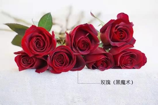 紅色切花月季經(jīng)典主流，推薦十種經(jīng)典常見(jiàn)的紅玫瑰(圖8)