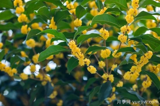 50句靜美詩詞，讀一卷詩書，賞一窗風(fēng)月(圖1)