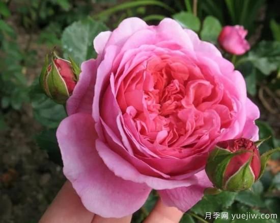 大花月季中的開花機(jī)器--肯特公主月季，花朵鮮艷多姿(圖1)