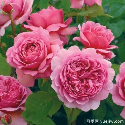 大花月季中的開花機(jī)器--肯特公主月季，花朵鮮艷多姿(圖2)