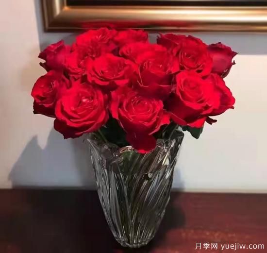 紅色切花月季經(jīng)典主流，推薦十種經(jīng)典常見(jiàn)的紅玫瑰(圖10)