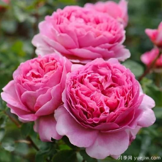 大花月季中的開花機(jī)器--肯特公主月季，花朵鮮艷多姿(圖3)