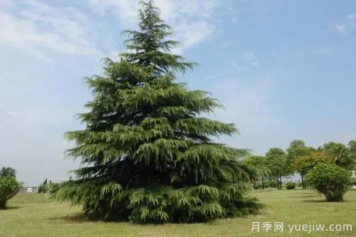 大樹(shù)裸根移植法，快來(lái)學(xué)學(xué)！(圖1)
