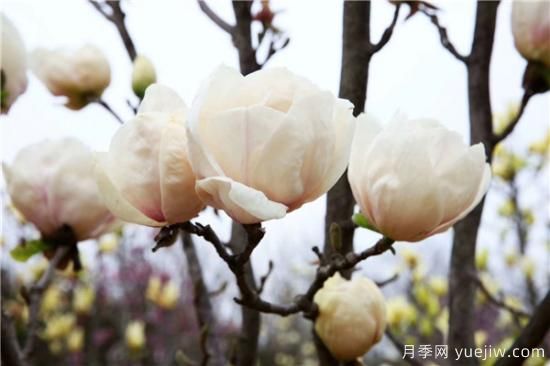 南陽玉蘭基地告訴您白玉蘭養(yǎng)護(hù)的五個步驟(圖1)