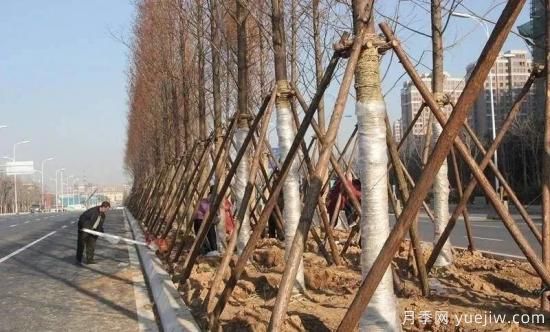 苗木移栽前都要纏草繩嗎？這里面有什么講究？(圖1)