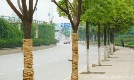 苗木移栽前都要纏草繩嗎？這里面有什么講究？(圖2)