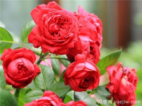 掌握月季花施肥技巧，讓月季花開(kāi)不斷(圖1)