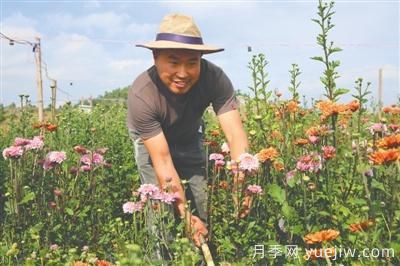 曲靖富源：聞著花香打工掙錢(圖1)