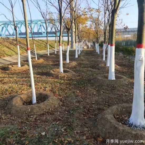 南水北調(diào)中線鄧州管理處開(kāi)展綠化帶冬季養(yǎng)護(hù)工作(圖1)