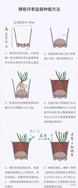 入手月季裸根苗正當時，冬季栽種掌握4個關(guān)鍵點(圖4)