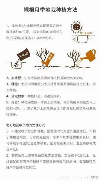 入手月季裸根苗正當時，冬季栽種掌握4個關(guān)鍵點(圖5)