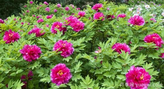 冬季養(yǎng)牡丹花，做好4步來(lái)年花開(kāi)滿盆(圖2)