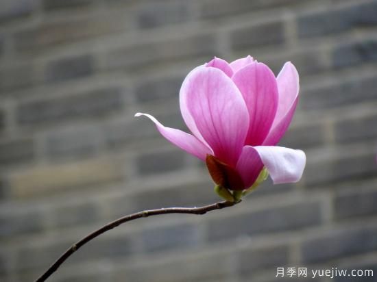 玉蘭花很常見，卻沒想到還有白色紫色和紅色(圖1)