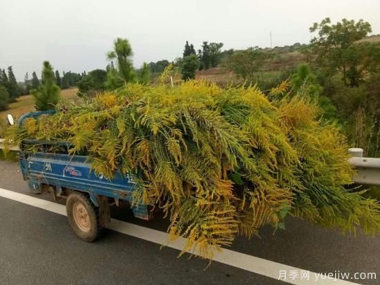 加拿大一枝黃花入侵我國15省，生態(tài)殺手要鏟除(圖2)