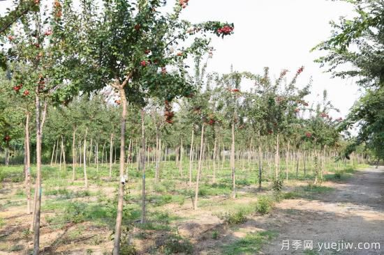 現(xiàn)在為什么海棠樹(shù)越來(lái)越便宜了(圖1)