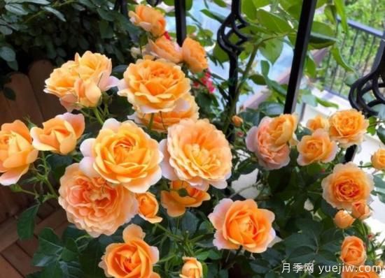 開花機器果汁陽臺月季，冬日盆栽做到開花旺盛(圖3)