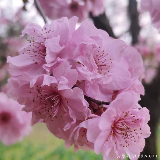 中國10大名花排行榜，你喜歡的花卉上榜了嗎(圖1)