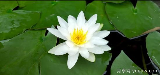 中國10大名花排行榜，你喜歡的花卉上榜了嗎(圖4)