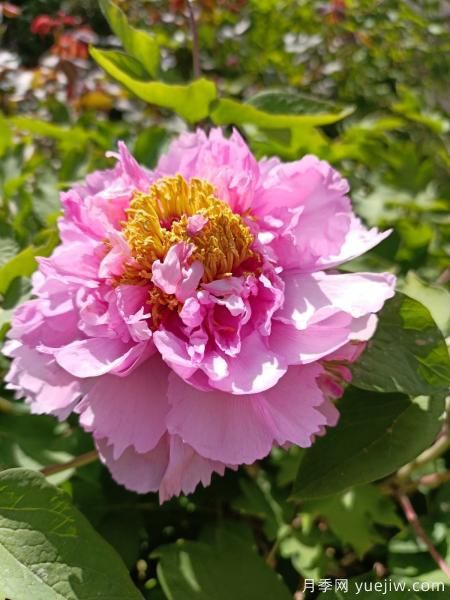 中國10大名花排行榜，你喜歡的花卉上榜了嗎(圖2)
