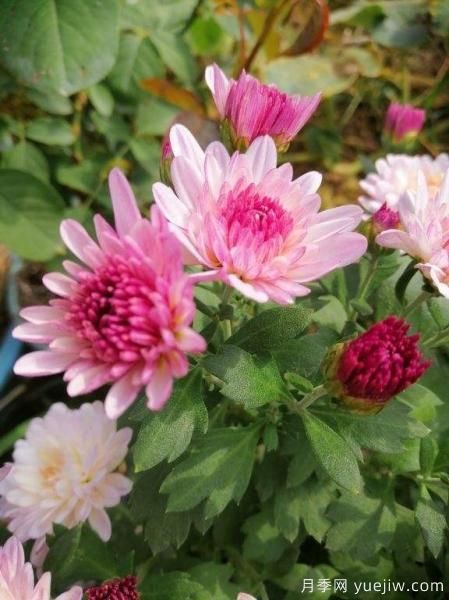 中國10大名花排行榜，你喜歡的花卉上榜了嗎(圖3)