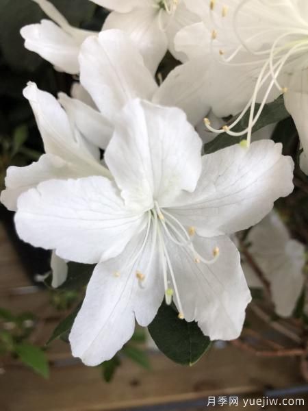 中國10大名花排行榜，你喜歡的花卉上榜了嗎(圖6)