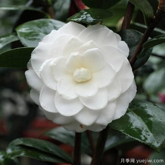 中國10大名花排行榜，你喜歡的花卉上榜了嗎(圖7)
