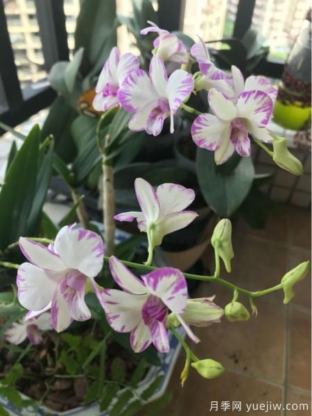 中國10大名花排行榜，你喜歡的花卉上榜了嗎(圖8)