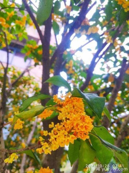 中國10大名花排行榜，你喜歡的花卉上榜了嗎(圖9)