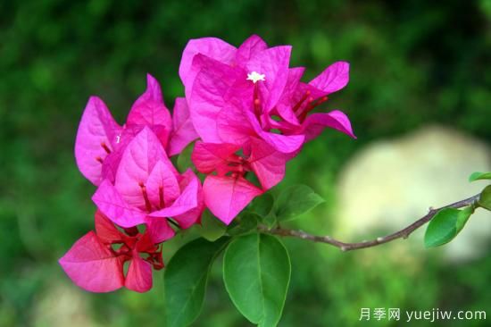 三角梅的3大常見難題，落葉色淺花期短看如何解決(圖1)