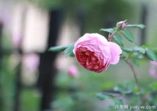 常見的18種藤本月季優(yōu)缺點，對號入座選擇(圖5)