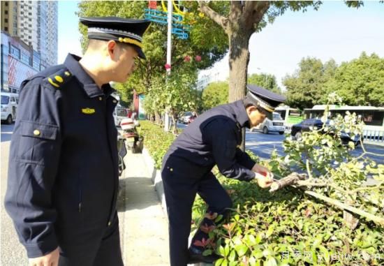 南陽樹狀月季遭腰斬，園林部門有獎征集破案線索(圖1)