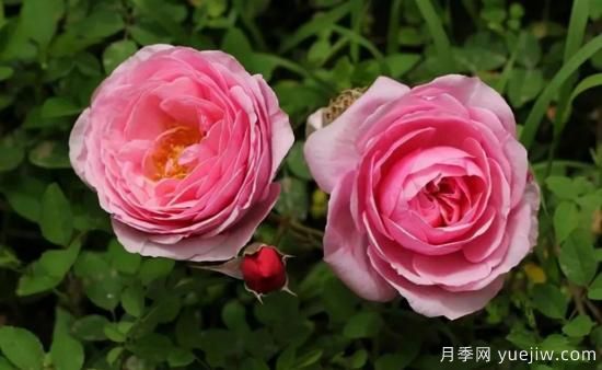 常見的18種藤本月季優(yōu)缺點，對號入座選擇(圖6)