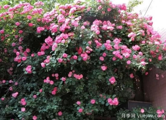 常見的18種藤本月季優(yōu)缺點，對號入座選擇(圖8)