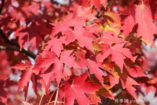 紅楓，4個紅楓品種是秋日植物里亮麗的風(fēng)景線(圖2)