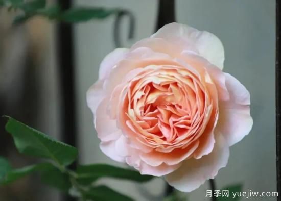 常見的18種藤本月季優(yōu)缺點，對號入座選擇(圖10)