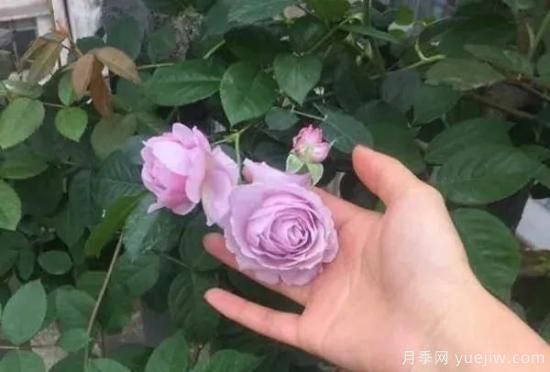 常見的18種藤本月季優(yōu)缺點，對號入座選擇(圖15)