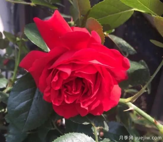 弗洛倫蒂娜、大游行、亞伯拉罕、藍(lán)色陰雨等藤本月季的優(yōu)缺點(diǎn)是什么？(圖1)