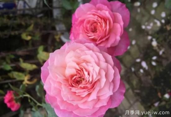 弗洛倫蒂娜、大游行、亞伯拉罕、藍(lán)色陰雨等藤本月季的優(yōu)缺點(diǎn)是什么？(圖3)