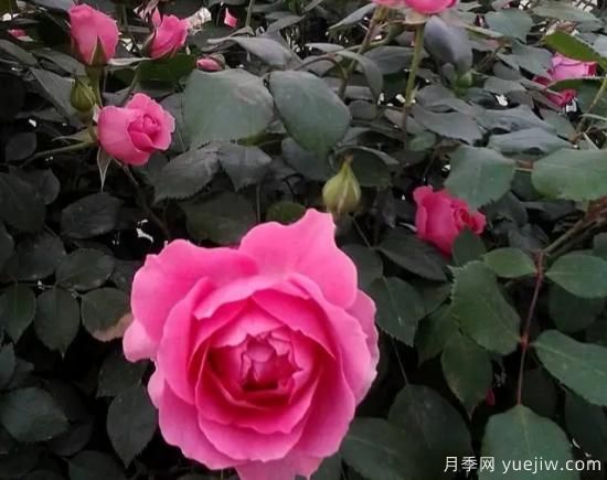 弗洛倫蒂娜、大游行、亞伯拉罕、藍(lán)色陰雨等藤本月季的優(yōu)缺點(diǎn)是什么？(圖2)