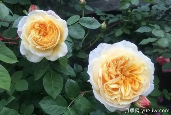 常見的18種藤本月季優(yōu)缺點，對號入座選擇(圖18)