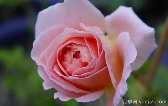 弗洛倫蒂娜、大游行、亞伯拉罕、藍(lán)色陰雨等藤本月季的優(yōu)缺點(diǎn)是什么？(圖4)