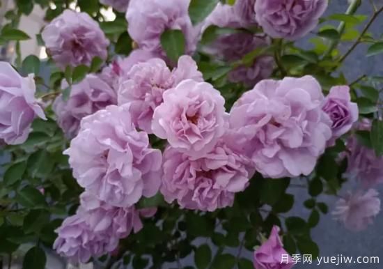 弗洛倫蒂娜、大游行、亞伯拉罕、藍(lán)色陰雨等藤本月季的優(yōu)缺點(diǎn)是什么？(圖5)