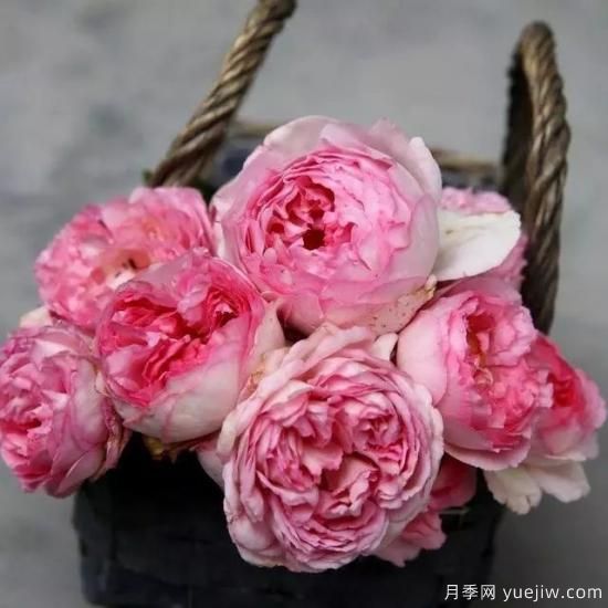 10大伊芙系列月季品種，花大濃香十分誘人(圖3)