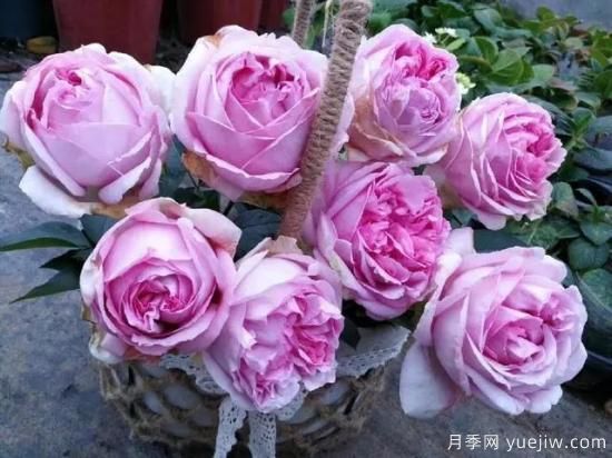10大伊芙系列月季品種，花大濃香十分誘人(圖4)