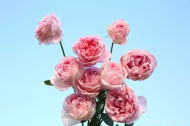 10大伊芙系列月季品種，花大濃香十分誘人(圖5)