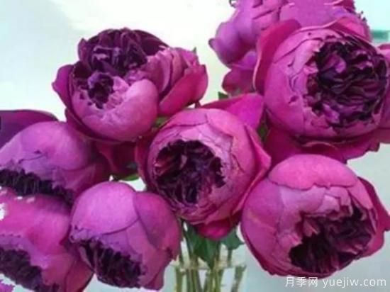 10大伊芙系列月季品種，花大濃香十分誘人(圖7)