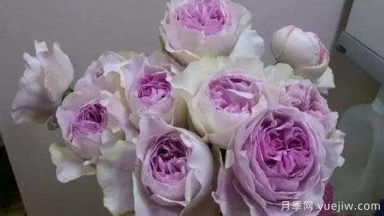 10大伊芙系列月季品種，花大濃香十分誘人(圖6)